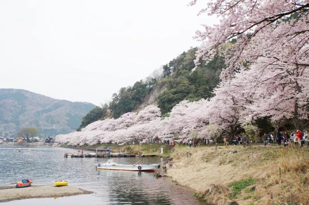 樱花季全是人 关西这些赏樱地点人少景美让人心醉 日本旅游攻略 微信公众号文章阅读 Wemp