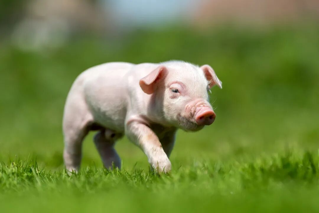 飞猪会员又升级,f3上面多了一个f4 - 嬉游 - 瓦斯阅读