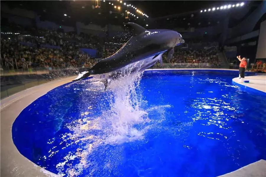 官宣日照海洋公園門票免費送了