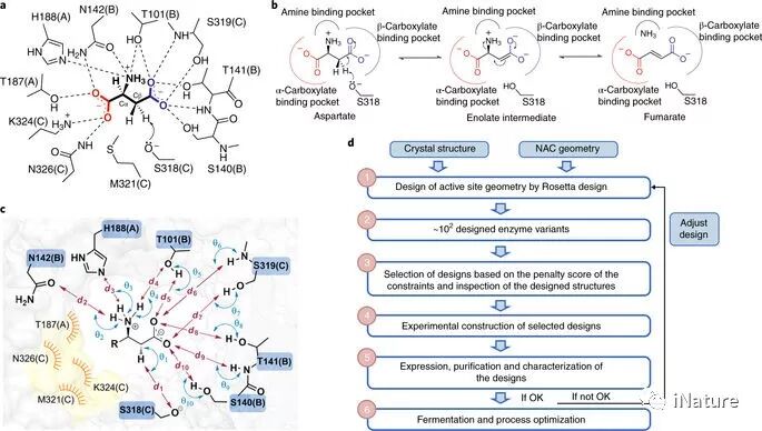 AspB的计算活动站点重新设计