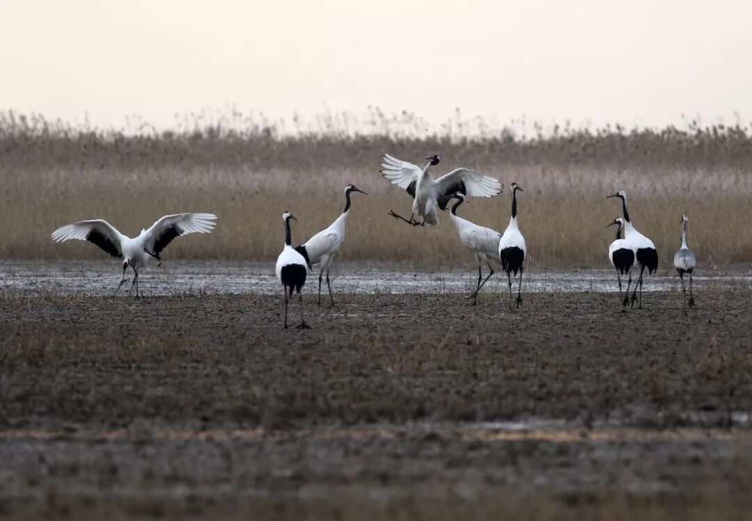 江苏省盐城市射阳国家级丹顶鹤自然保护区，丹顶鹤在自由的觅食和嬉戏。 图片来源：CFP