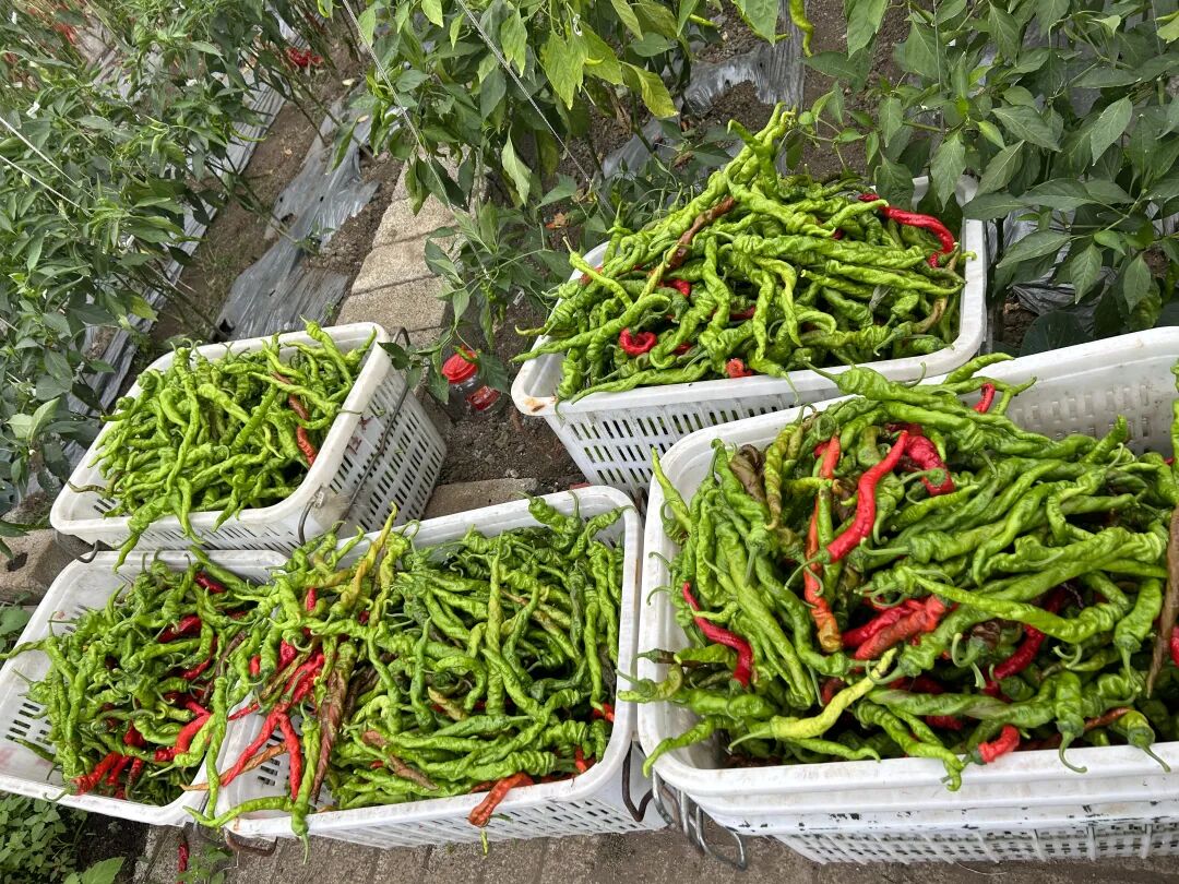 赫章县罗州镇辣椒丰收采摘忙