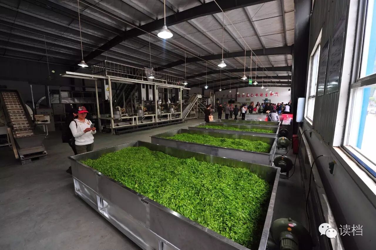 百年金匾"宝顺合" 万里茶道"五峰茶"