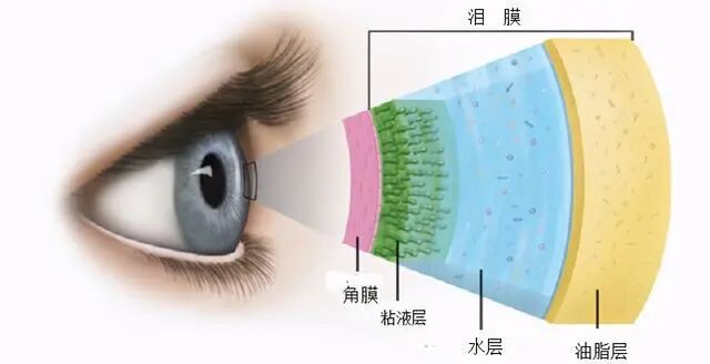 怎么测角膜直径【原创】生物测量参数︱屈光参数的详解_https://www.jmylbn.com_新闻资讯_第7张