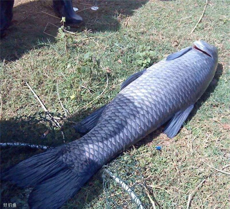 六,饵料制作现在很多黑坑里的养殖场使用菜籽饼等饲料喂养青鱼,所以投