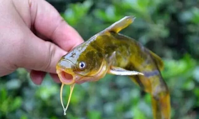 佳钓尼,有刺有毒还会咬人!这些淡水鱼竟然夏季常钓?