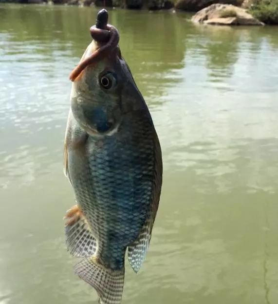 這些淡水魚竟然夏季常釣? - 佳釣尼官方旗艦店