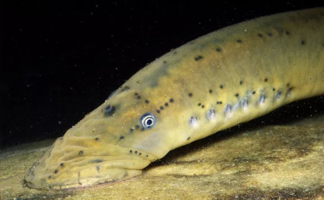 佳钓尼,男子河边垂钓发现"一根猪尾巴",细看之后让他头皮发麻!