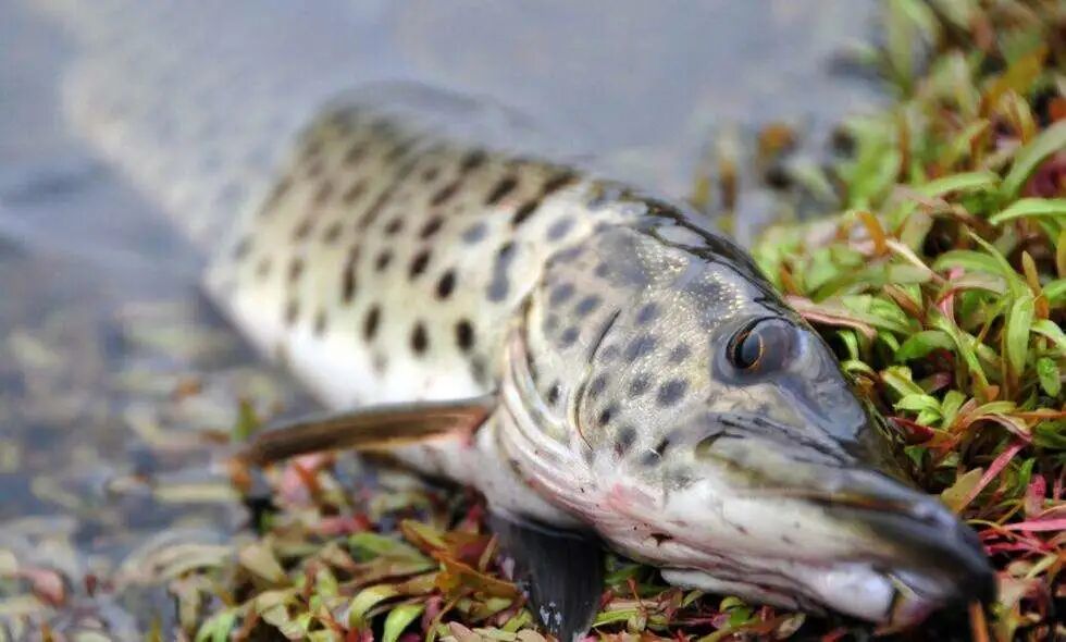 狗鱼虽然凶猛,残暴,这和它们的生长环境有关,因为生存环境恶劣,水温低