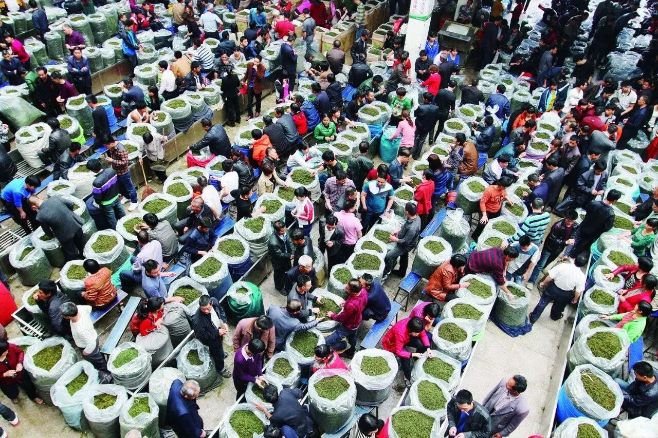 茶市动态|黄金桂等色种茶已上市