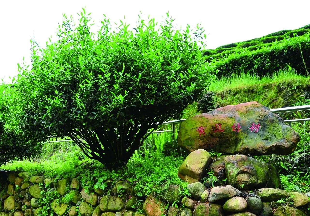 如今,发展以铁观音为主,黄金桂,本山,毛蟹,梅占,大叶乌龙,肉桂,奇兰等