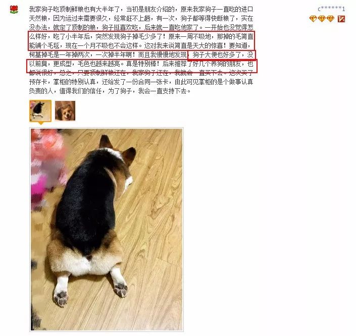 金毛被嫌棄醜，一個月後毛發油亮反光，網友：不科學... 職場 第9張