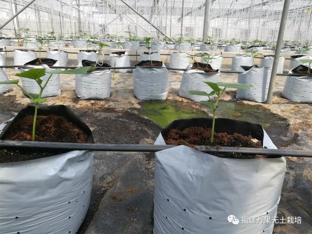 基质栽培的优势和特点 福建万果无土栽培 微信公众号文章阅读 Wemp