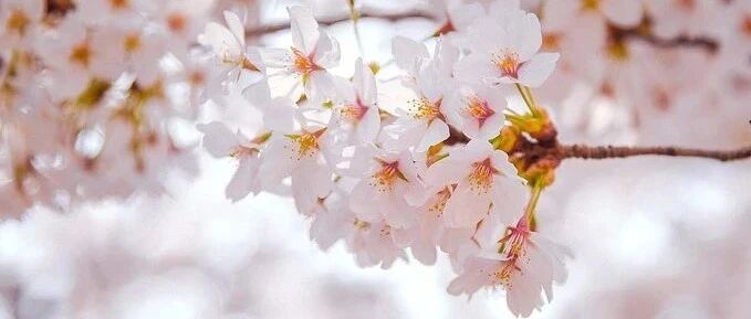 仙女必去的“花花世界”！承包了三月最美中国！