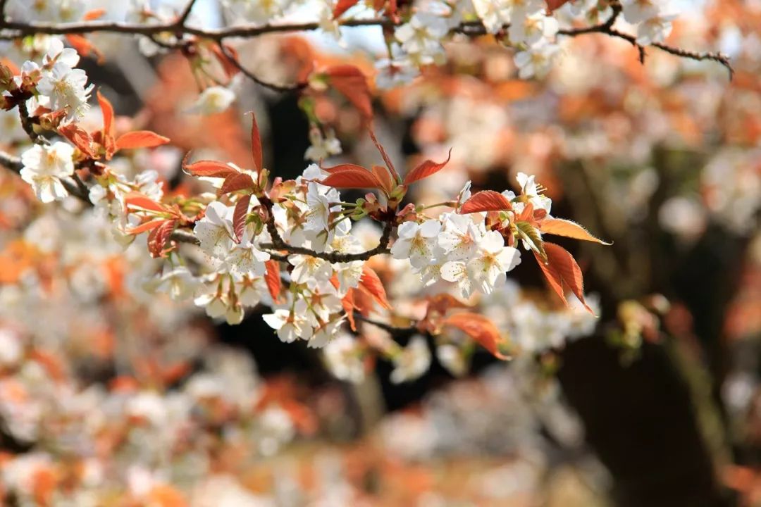 前方粉紅預警！2019日本最火賞櫻地深度盤點，春季賞櫻看這兒就夠了！ 旅遊 第65張