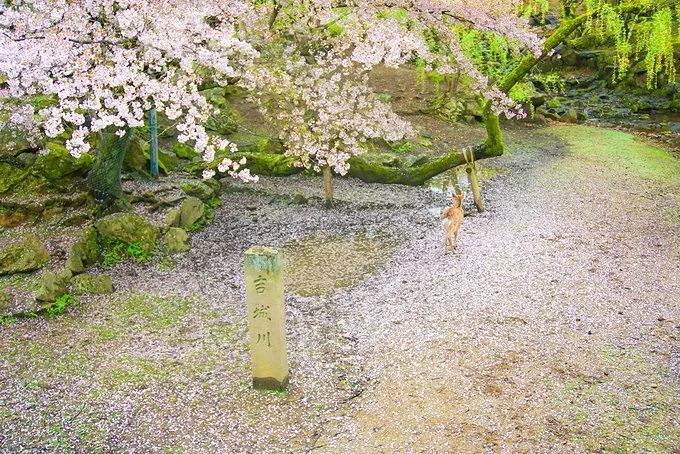 前方粉紅預警！2019日本最火賞櫻地深度盤點，春季賞櫻看這兒就夠了！ 未分類 第50張