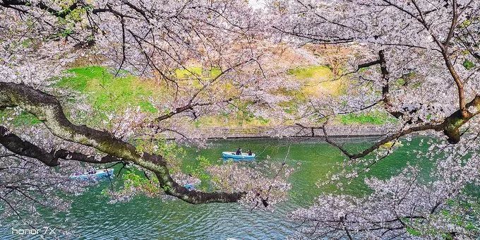 前方粉紅預警！2019日本最火賞櫻地深度盤點，春季賞櫻看這兒就夠了！ 未分類 第16張