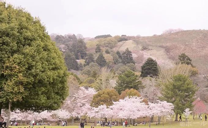 前方粉紅預警！2019日本最火賞櫻地深度盤點，春季賞櫻看這兒就夠了！ 未分類 第51張