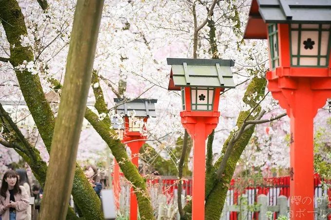 前方粉紅預警！2019日本最火賞櫻地深度盤點，春季賞櫻看這兒就夠了！ 未分類 第33張