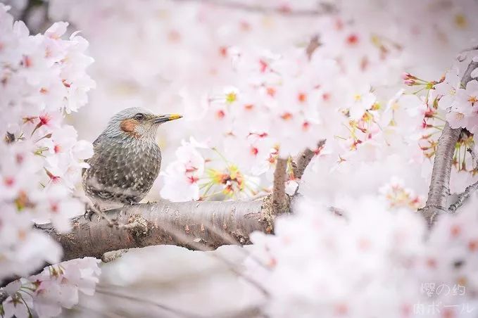 前方粉紅預警！2019日本最火賞櫻地深度盤點，春季賞櫻看這兒就夠了！ 旅遊 第3張