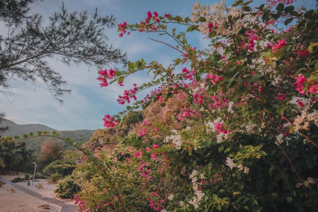 達人專欄 | 遇見南灣猴島，幻想七彩祥雲 旅遊 第5張