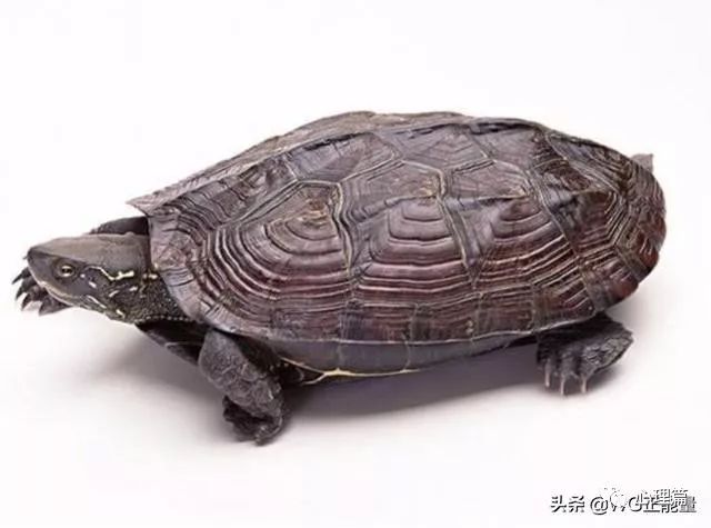 婚友社推薦  心理測試：覺得哪只龜最長壽？測你晚年是什麼狀況？超準 星座 第3張