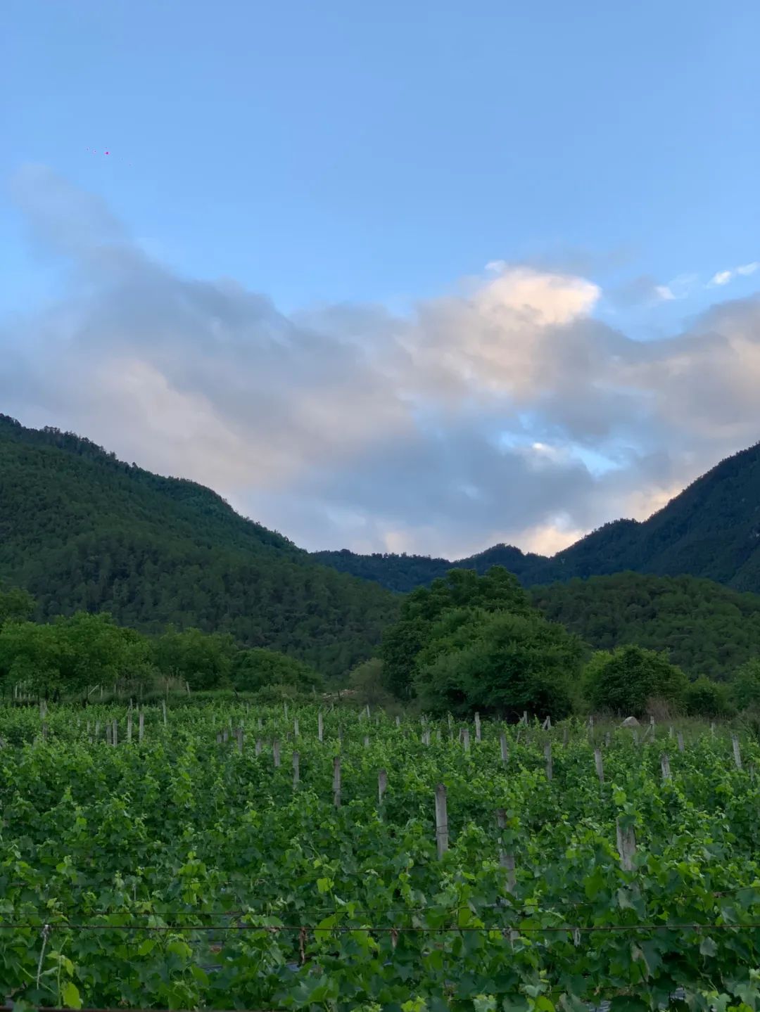 雲南｜如果今年只能來一次，走這條路線就對了！ 旅遊 第27張