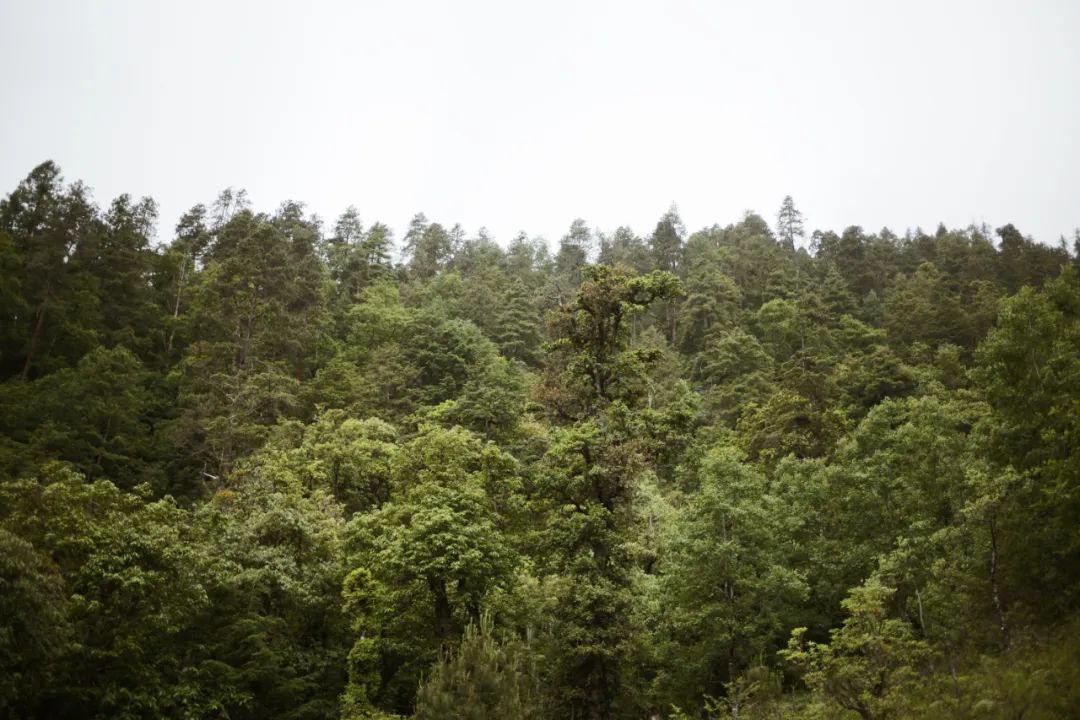 雲南｜如果今年只能來一次，走這條路線就對了！ 旅遊 第23張