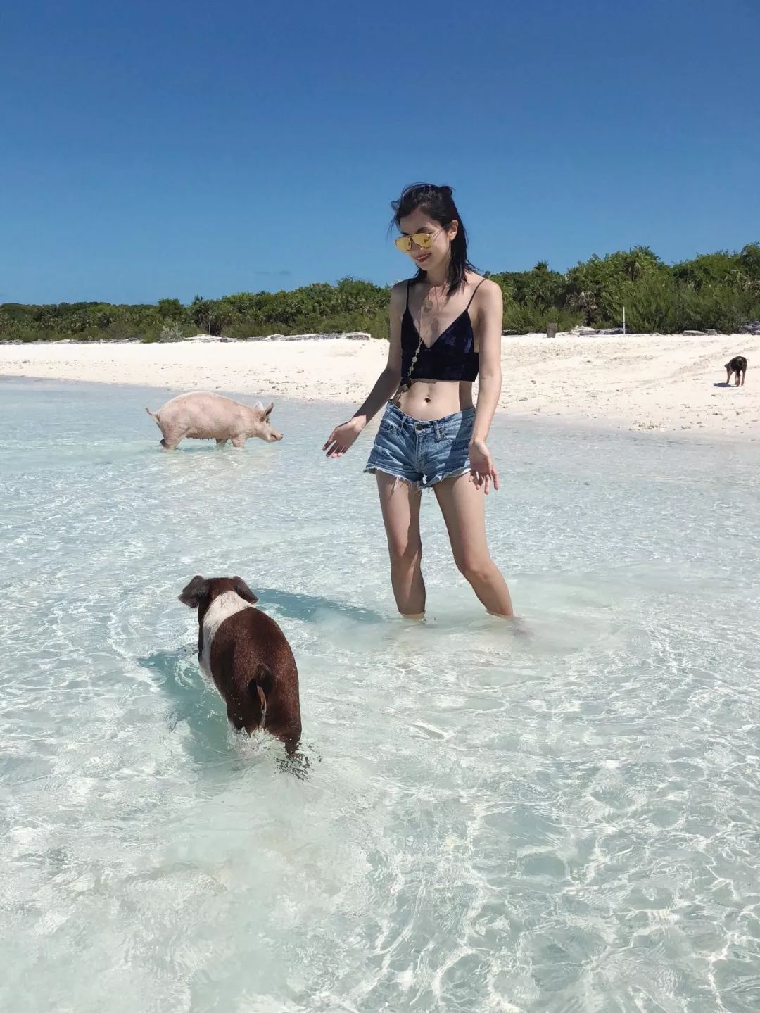 巴哈馬｜和豬豬遊泳，看粉紅沙灘，這裡承包我所有的少女心～ 旅行 第39張