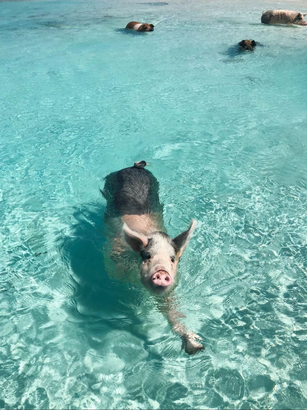 巴哈馬｜和豬豬遊泳，看粉紅沙灘，這裡承包我所有的少女心～ 旅行 第37張