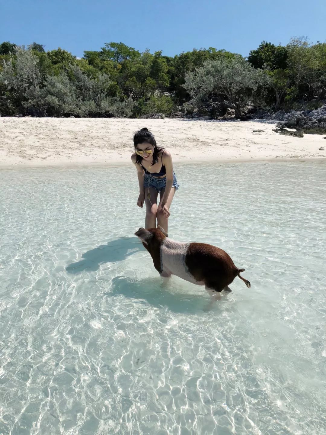 巴哈馬｜和豬豬遊泳，看粉紅沙灘，這裡承包我所有的少女心～ 旅行 第38張