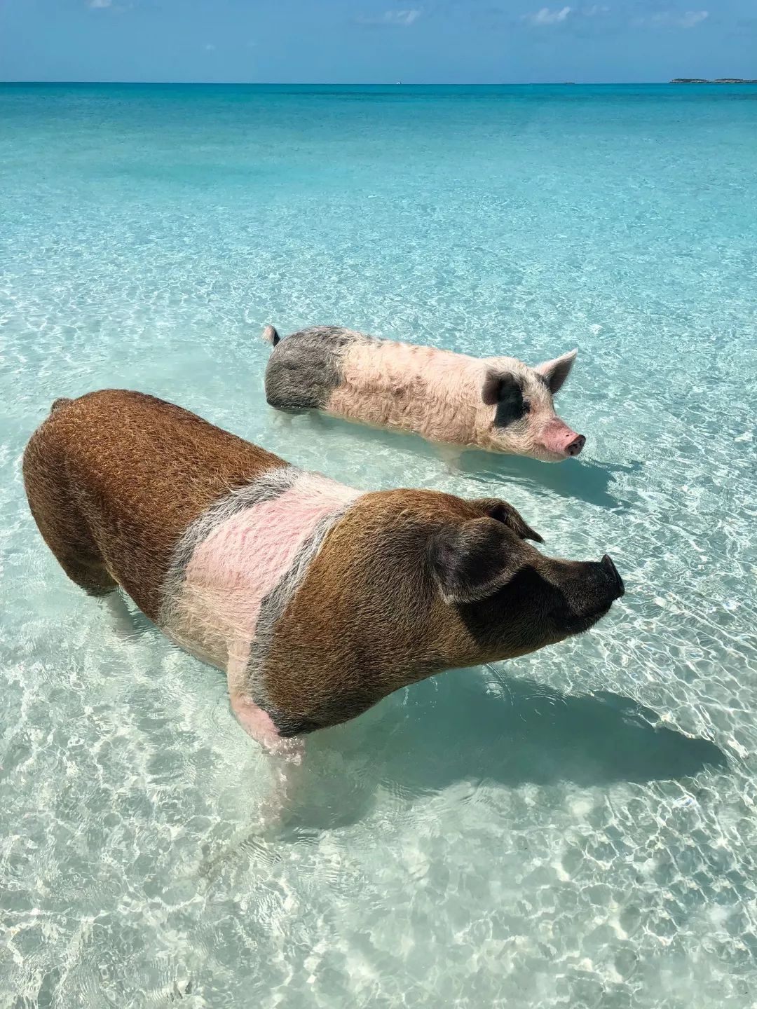 巴哈馬｜和豬豬遊泳，看粉紅沙灘，這裡承包我所有的少女心～ 旅行 第41張