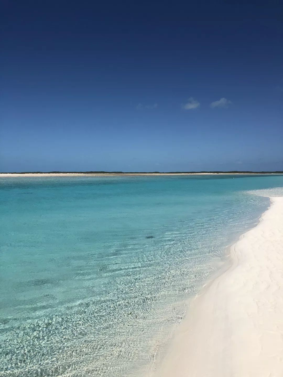 巴哈馬｜和豬豬遊泳，看粉紅沙灘，這裡承包我所有的少女心～ 旅行 第43張