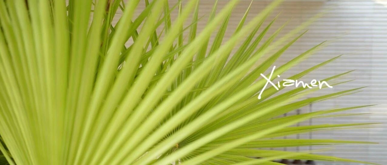 厦门｜城中最美酒店，没有之一！