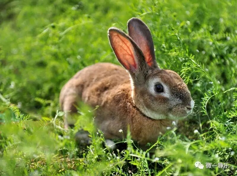 农家动物写意系列作品之九兔