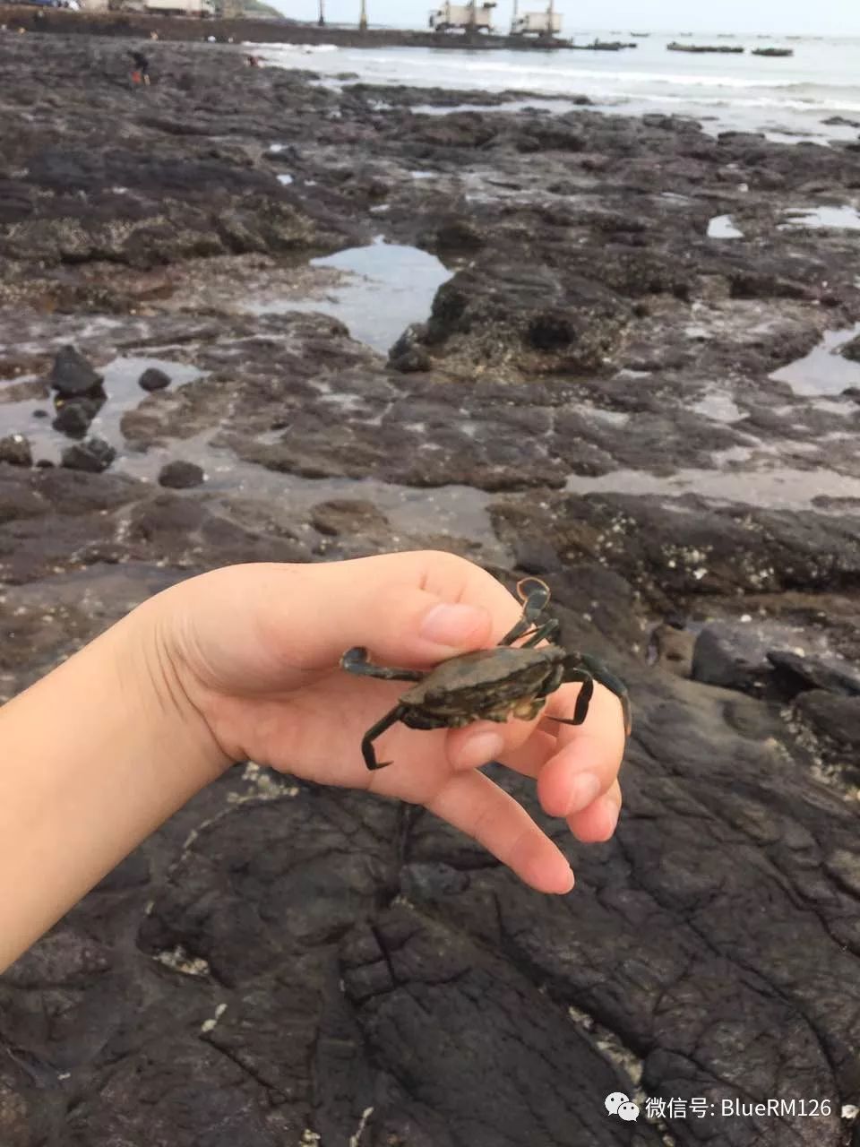 鎮海角——一起去露營,抓螃蟹小魚小蝦