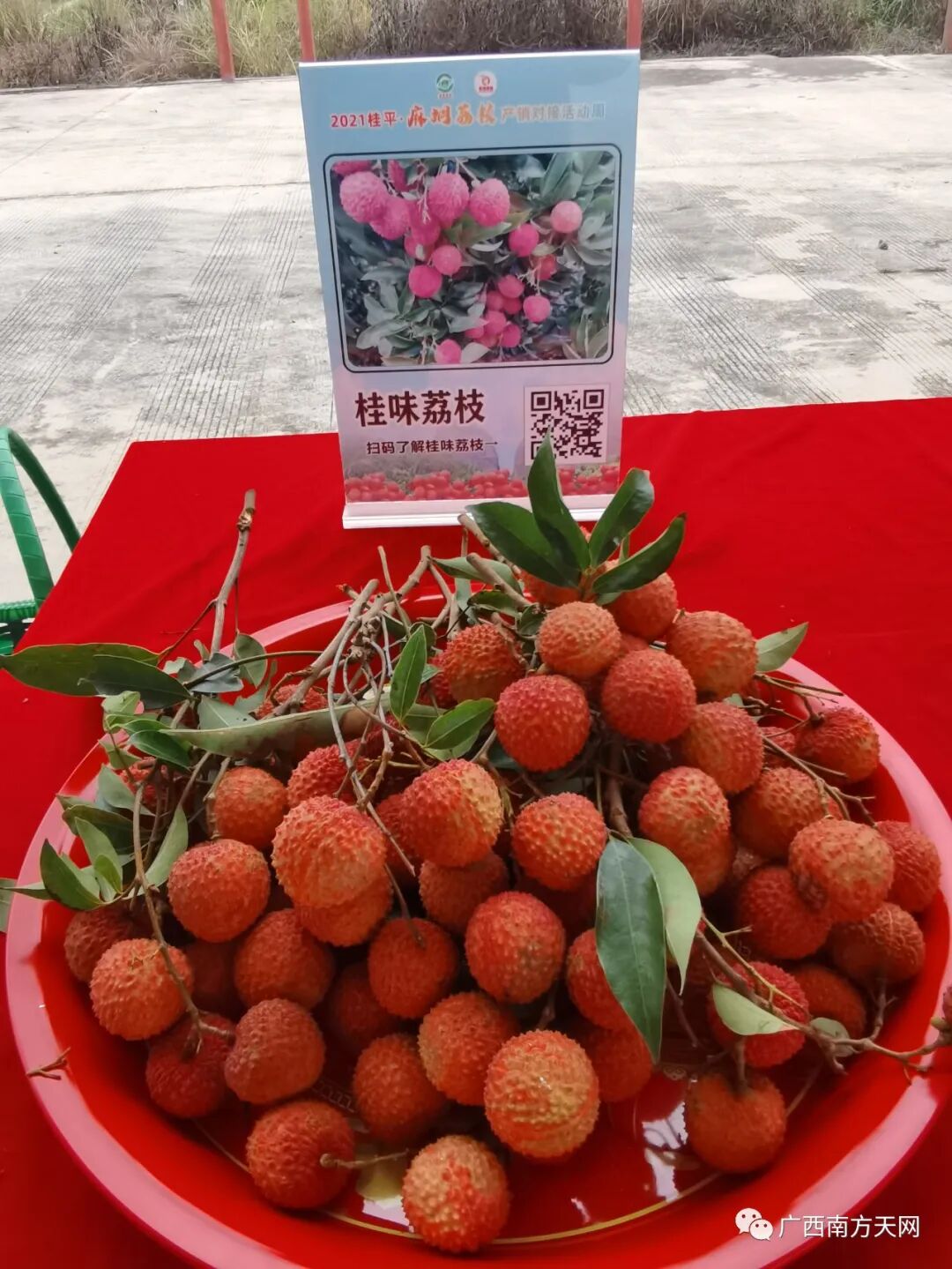 产销对接活动周线上直播带货助力桂平麻垌荔枝销售