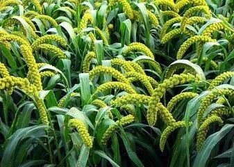 稗子与麦子共同吸收麦田里养份,因此稗子是麦田里的恶性杂草,败家子中