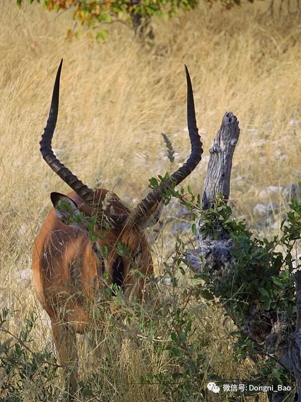 旅行非洲：纳米比亚——叫你惊艳的南部非洲