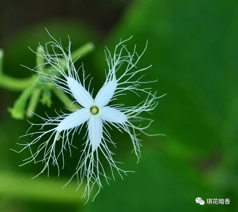 这样的瓜 你敢吃吗 琪花暗香 微信公众号文章阅读 Wemp