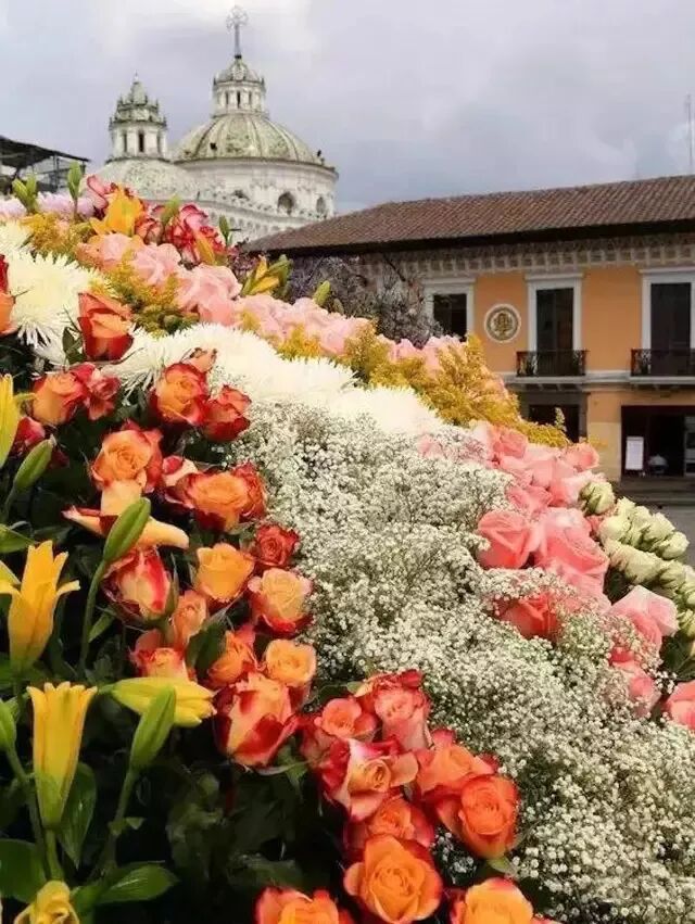 花城| 厄瓜多尔—离天堂最近的玫瑰园