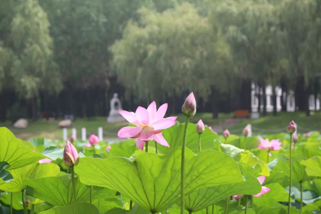 沈陽醫學院錄取位次_沈陽醫科醫院錄取分數線_2024年沈陽醫學院錄取分數線(2024各省份錄取分數線及位次排名)