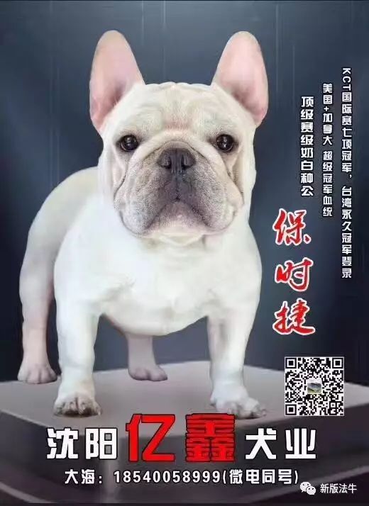 【帝王犬业杯喜讯】恭喜沈阳亿鑫犬业有限公司【保时捷【路虎】入驻