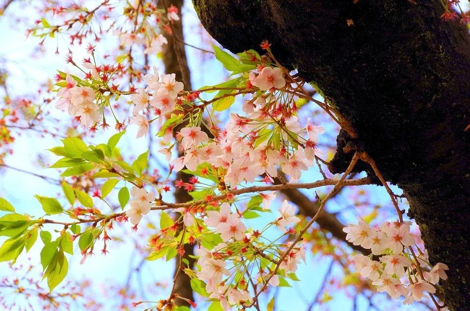 去看櫻花！福建永福的冬天我給滿分！ 未分類 第12張