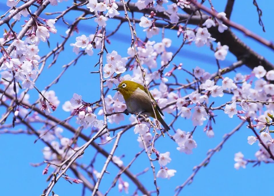 去看櫻花！福建永福的冬天我給滿分！ 未分類 第11張