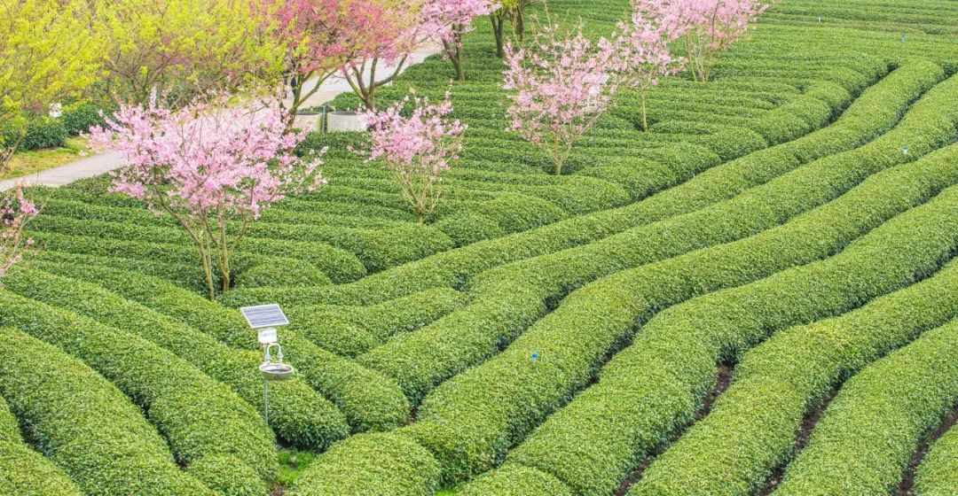 去看櫻花！福建永福的冬天我給滿分！ 未分類 第13張