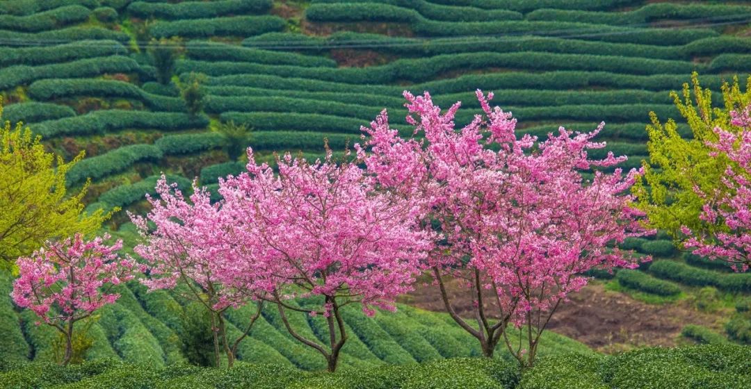 去看櫻花！福建永福的冬天我給滿分！ 旅遊 第14張