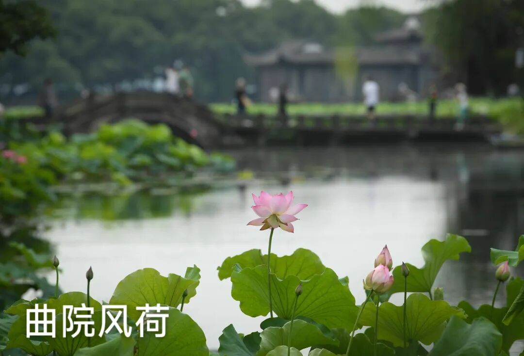 西湖有