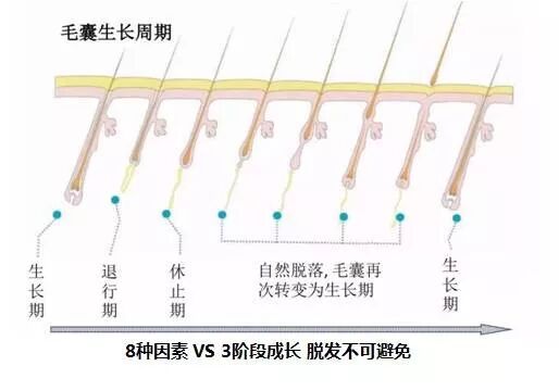 生命密码藏在毛囊干细胞里的秘密