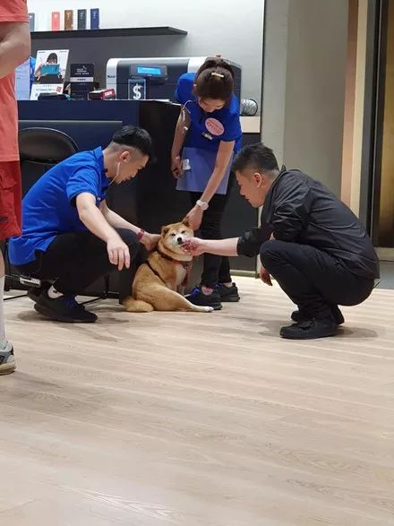 柴犬紧抱美女店员，主人很无奈，网友笑喷：它在帮你做媒！